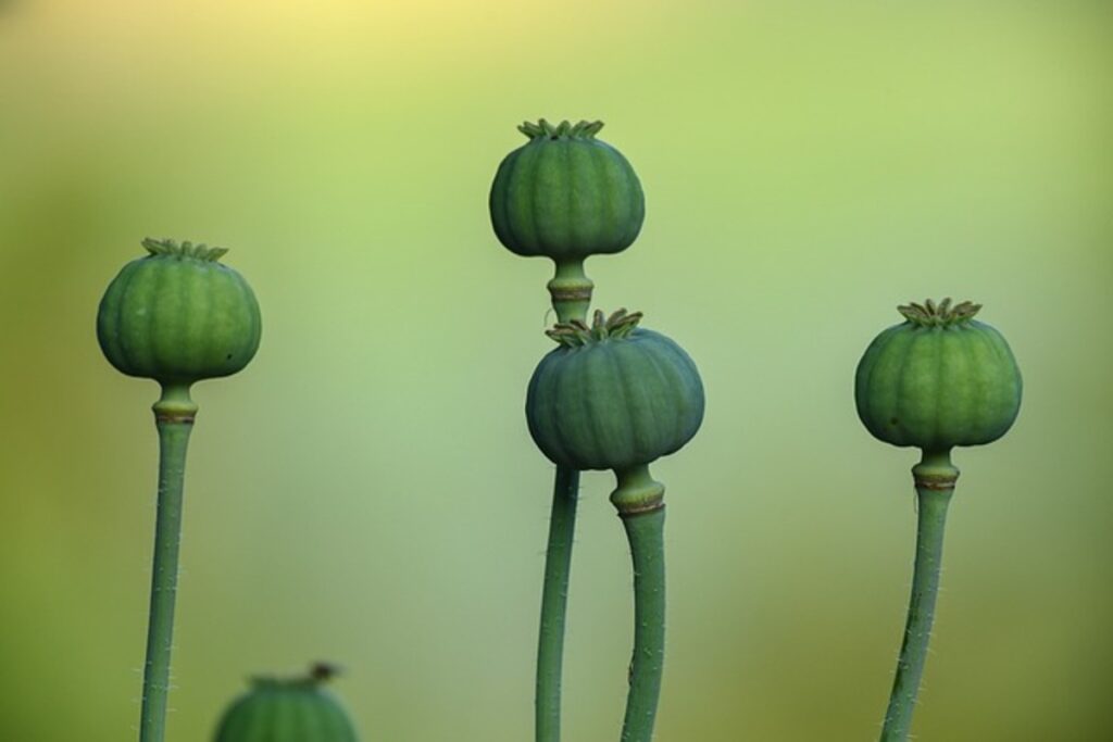 dried poppy pods usa