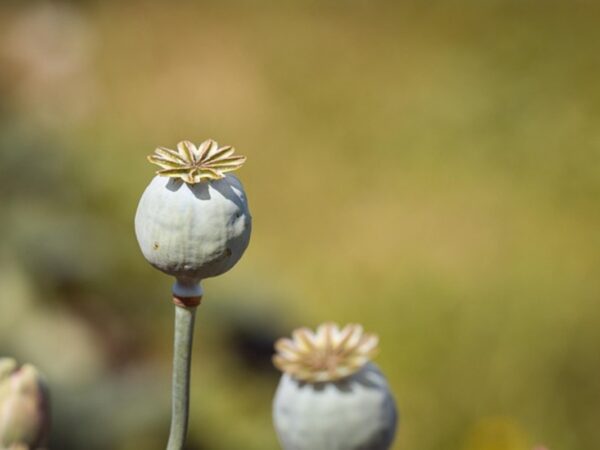 Legal Considerations for Wholesale Poppy Pods