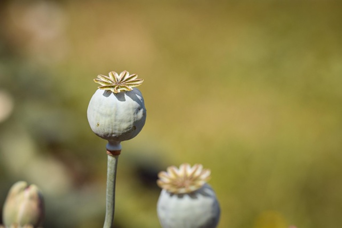 Legal Considerations for Wholesale Poppy Pods